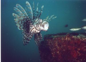 Tired ?!?              Lionfish, photo taken near Phuket,... by Alike Schroeder 