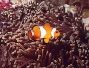 Clownfish, photo taken near Phuket, Thailand with MX 10 by Alike Schroeder 