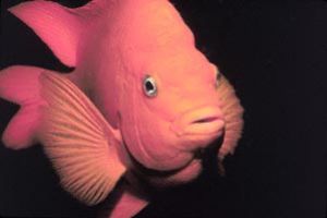 Garibaldi taken off Catalina Ia sland with Nikonos V, 35m... by John H. Fields 