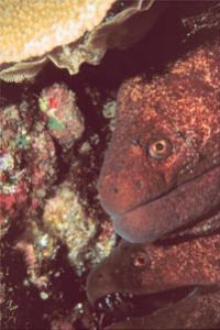 Two Eels with a Clear Cleaner Shrimp taken off the Kona C... by John H. Fields 