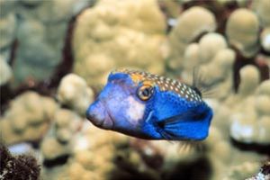 Male Boxfish taken in Hawaii with a Nikonos V, 35mm lens,... by John H. Fields 