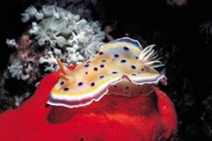 Nudibranch, Red Sea, Camerasystem; Mamiya 645 in Hugyfoth... by Walter Lehmann 