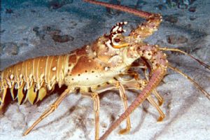 Lobster, Los Roques, N90s 60mm by Sandy Demi 