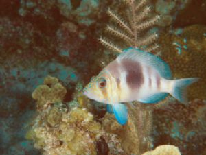 Barred Hamlet, Grand Cayman, N90s 60mm by Sandy Demi 