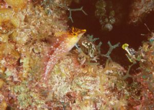 Diamond Blenny, Grand Cayman, N90s 60mm by Sandy Demi 