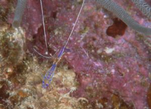 Pederson Cleaner Shrimp, Los Roques, N90s 105mm by Sandy Demi 