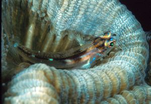 Coral Goby, Los Roques, N90s 105mm by Sandy Demi 