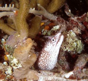 Spotted Moray Eel, Los Roques, N90s 60mm by Sandy Demi 