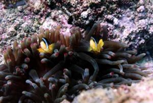 Clowns in sync Dibba rock U.A.E. 50ft Nikon 8008s 60mm ma... by John Guy 