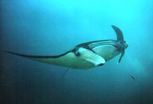 maldives , mm-2 by Dave baxter 