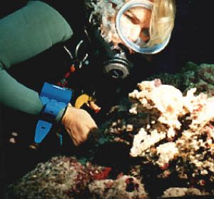 my wife diving in 5+ current in the Maldives , by dave Baxter 