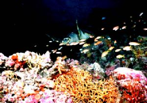 just under water line on top reef maldives , shooting fro... by Dave Baxter 