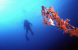 DIVER & FISH EGGS/ Saronic Gulf, Nikonos V 35 mm, FUZI 10... by KARELAS GEORGE 