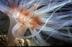 Sea Anemone, Greece,night dive,Nikonos V,macro 1:3 by KARELAS GEORGE 