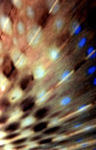 flying fish (detail), Peloponnese-Greece,Nikonos V macro 1:1 by KARELAS GEORGE 