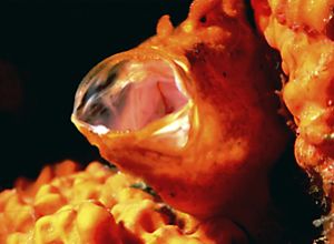 Frogfish taken in Bonaire in 2000, using Nikon F90x, in A... by Len Deeley 