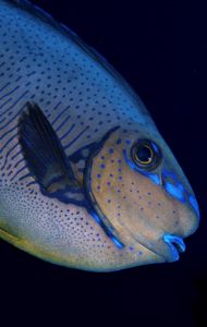 Bignosed surgeonfish, taken in Sipadan in 1998. Nikon F90... by Len Deeley 
