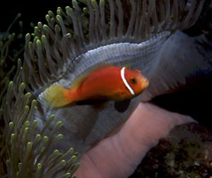 Maldivian clownfish. Taken with Canon F1 in Ikelite housi... by Len Deeley 