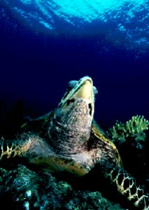 Hawksbill turtle in Sipadan. Nikon F90x, Aquatica housing... by Len Deeley 