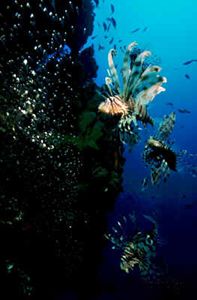 Moses Rock, Eilat. Lion fish hunt their prey. Canon F1 in... by Len Deeley 