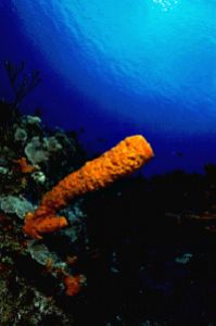 Vase sponge taken in Cozumel, Mexico, with Canon F1 in Ik... by Len Deeley 
