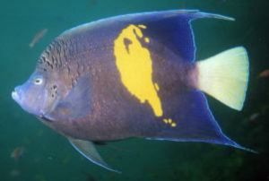 Yellowbar Angelfish, Sharm el Sheikh, Ikelite Housing, Ni... by Philip Norris 
