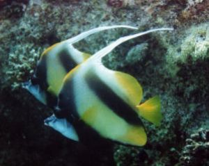 Red Sea Bannerfish, Sharm el Sheikh, Ikelite Housing, Nik... by Philip Norris 