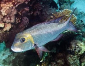 Bigeye Emperor, Sharm el Sheikh, Ikelite Housing, Nikon F... by Philip Norris 