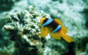Clownfish, Sharm el Sheikh, Ikelite Housing, Nikon F65,Ni... by Philip Norris 