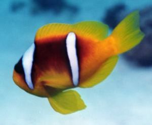 Clownfish, Sharm el Sheikh, Ikelite Housing, Nikon F65,Ni... by Philip Norris 