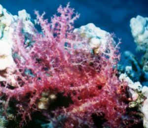 Soft Coral, Sharm el Sheikh, Ikelite Housing, Nikon F65,N... by Philip Norris 