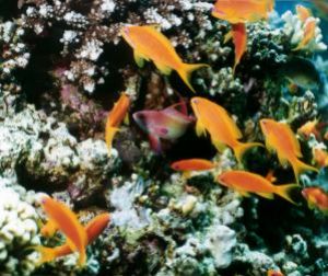 Scalefin Anthias, Sharm el Sheikh, Ikelite Housing, Nikon... by Philip Norris 