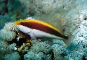 Blackside Hawkfish, Sharm el Sheikh, Ikelite Housing, Nik... by Phiilp Norris 
