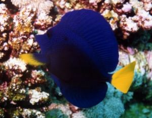 Purple Tang, Sharm el Sheikh, Ikelite Housing, Nikon F65,... by Philip Norris 