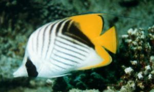 Threadfin Butterflyfish,Sharm el Sheikh, Ikelite Housing,... by Philip Norris 