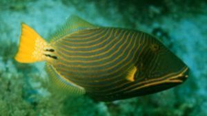 Orangestripped Triggerfish, Sharm el Sheikh, Ikelite Hous... by Philip Norris 