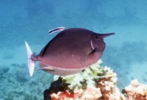 Spotted Unicornfish, Sharm el Sheikh, Ikelite Housing, Ni... by Philip Norris 