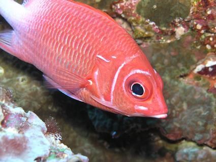 "BIG EYE" Red Fish

Shot in the "BAT CAVE" at the "Grot... by Nicolas Pohl 