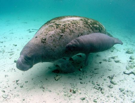 mother and baby manatee crystal river FL camera olympus c... by Ray Eccleston 