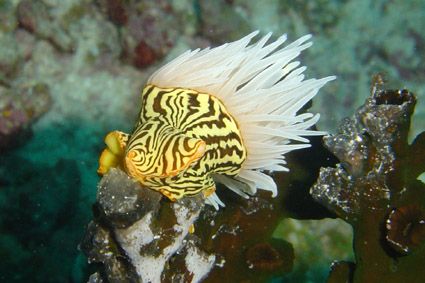 Unknown nudibranch !!!
If somebody know his name, please... by Alessandro Reato 