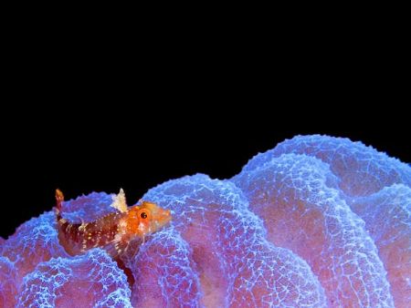 Triple Fin Blenny on Vase Sponge. by Patrick Weir 