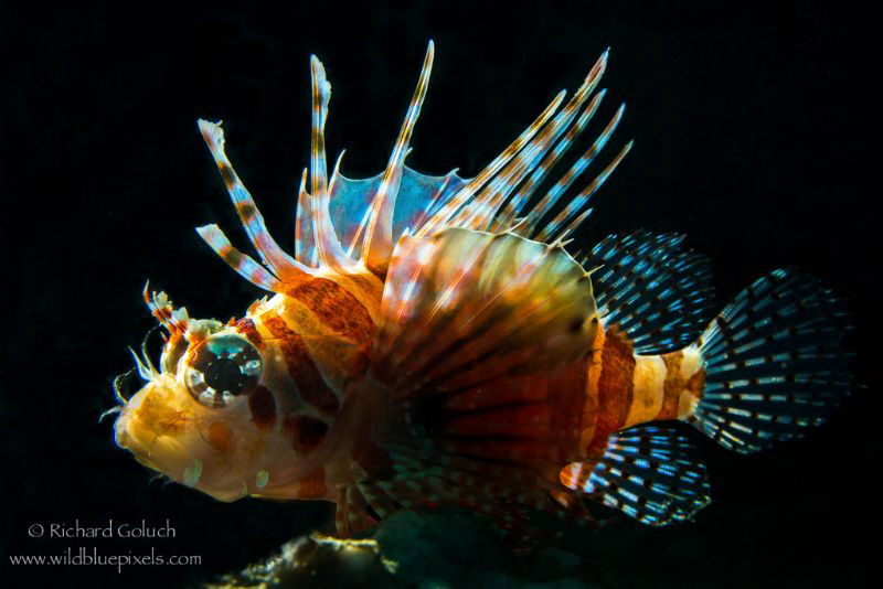 Zebra Lionfish-Lembeh by Richard Goluch 