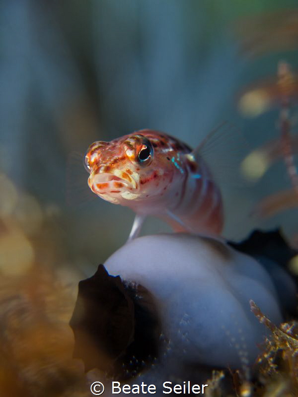 Gobi on its lookout by Beate Seiler 