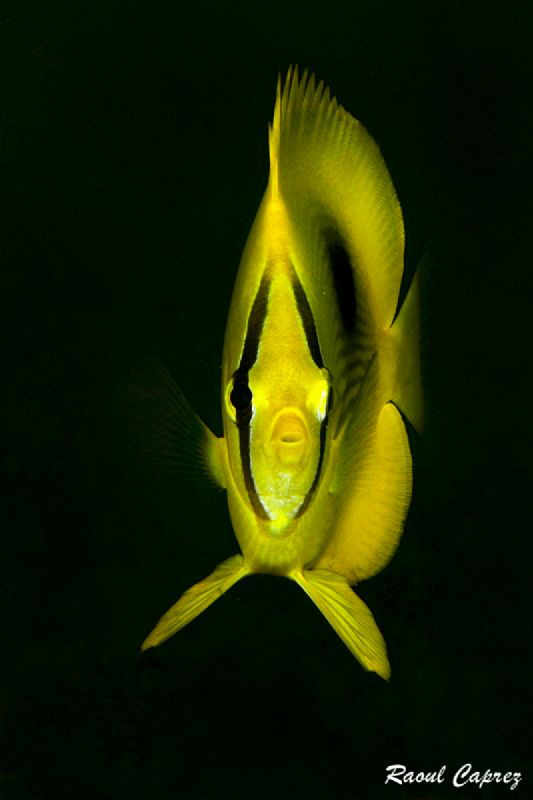 Yellow submarine by Raoul Caprez 