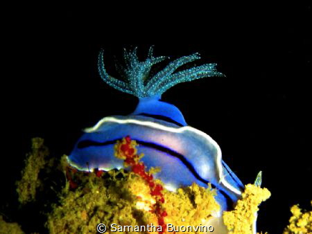 A beautiful chromodoris willani hiding her antennas for p... by Samantha Buonvino 