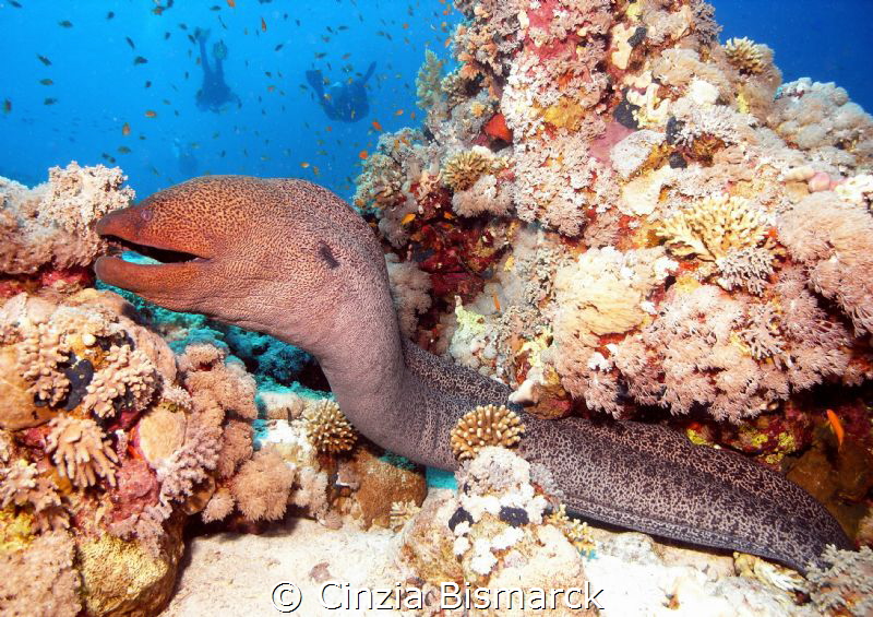 The monster!
Gymnothorax javanicus by Cinzia Bismarck 