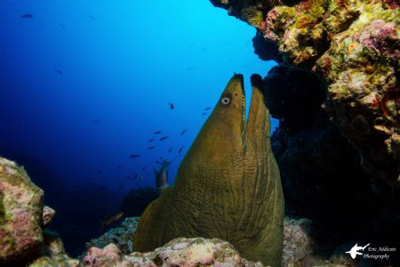 Green Moray shot with Sony RX-100 by Eric Addicott 