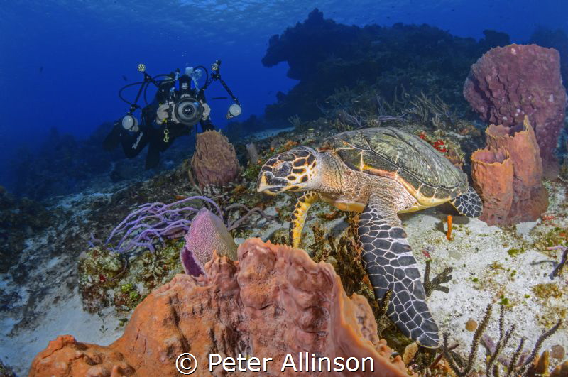 How to photograph a turtle by Peter Allinson 