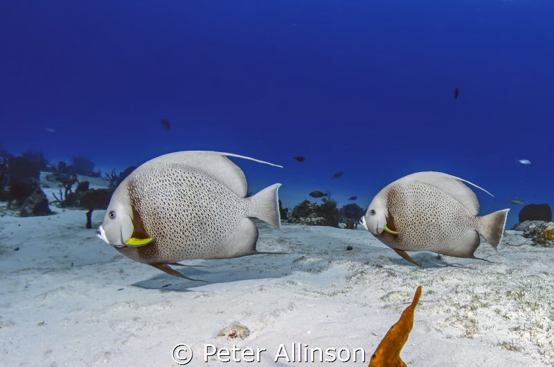 Pair of grey angels by Peter Allinson 