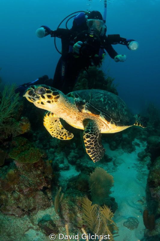 Diver,in background, with Hawksbill Turtle in the waters ... by David Gilchrist 